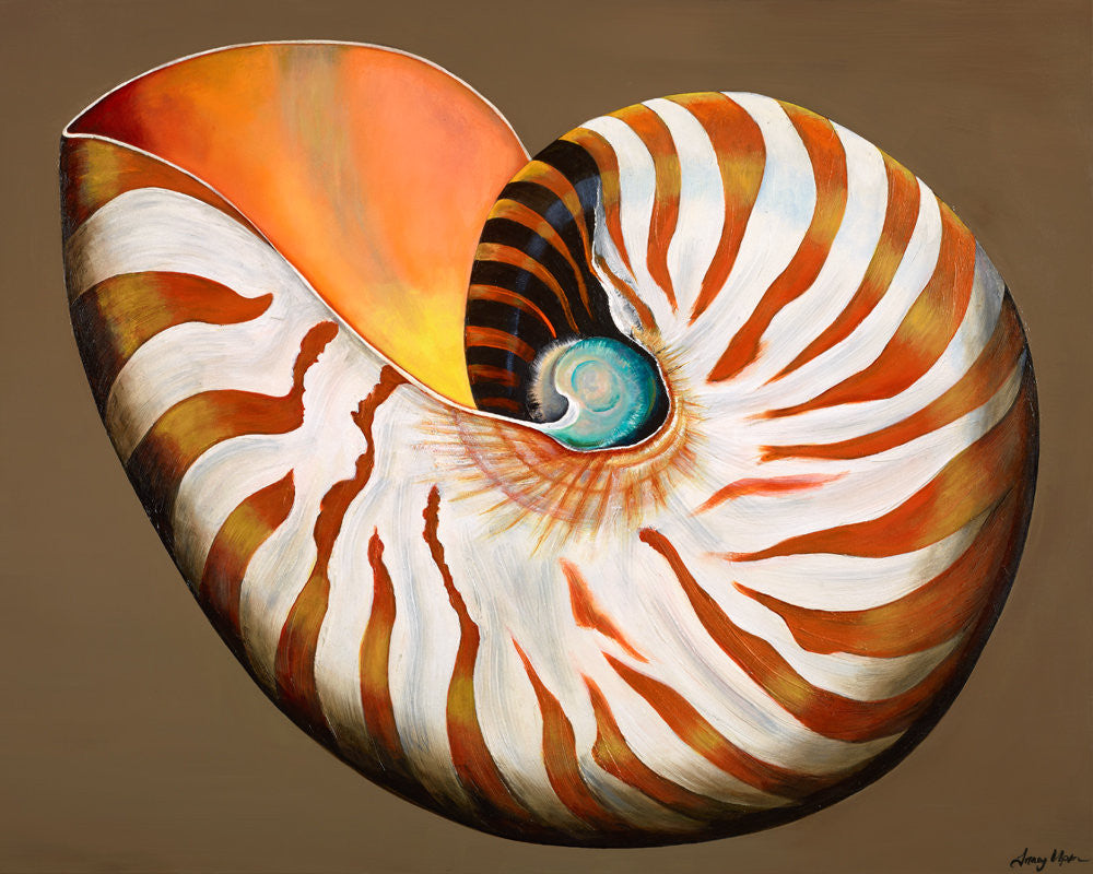 Magic Nautilus Shell Nautilus Shell